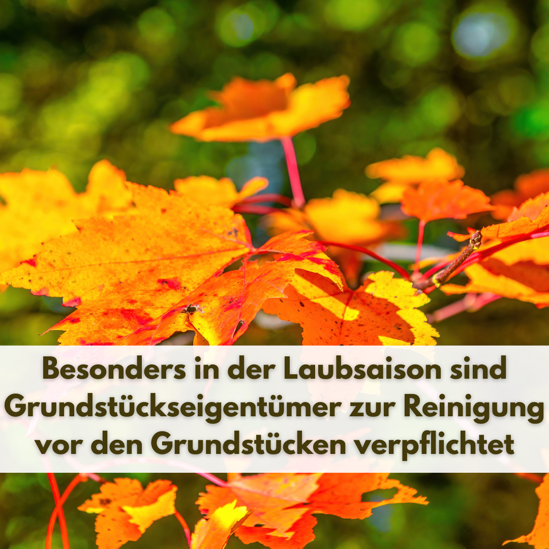 Laubsaison2 - 1 Laubsaison2 - 1