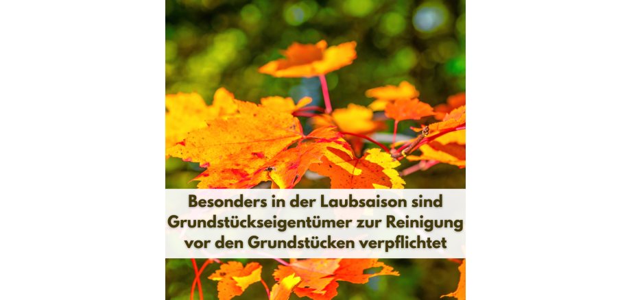 Laubsaison2 - 1